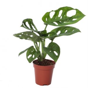 Monstera obliqua ‘Monkey Leaf’
