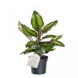 Calathea 'Beauty Star' 11cm Pot