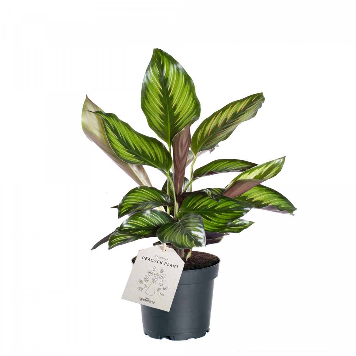 Calathea 'Beauty Star' 11cm Pot