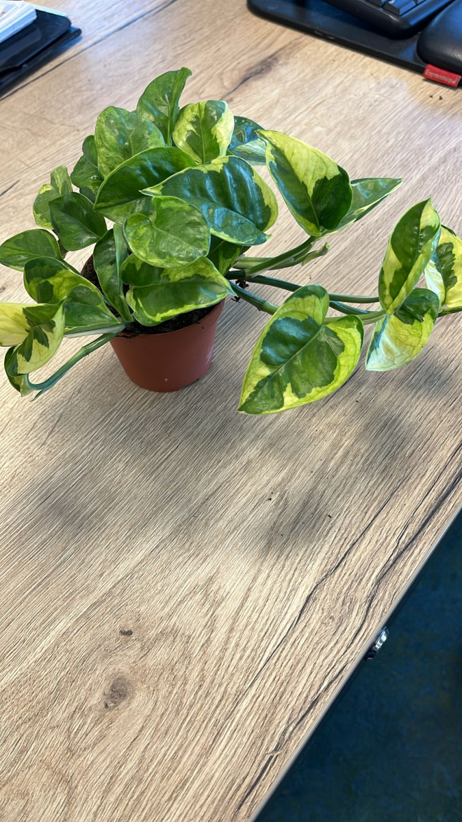 Epipremnum (Scindapsus) 'Lemon Joy' in 8.5cm Pot